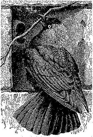 image 18k