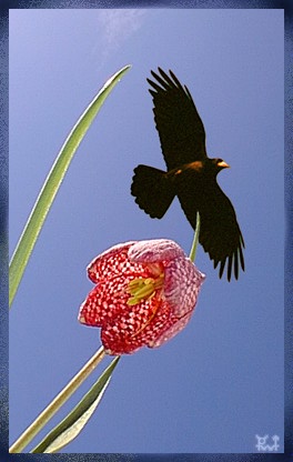 Frugilegus over Fritillaria